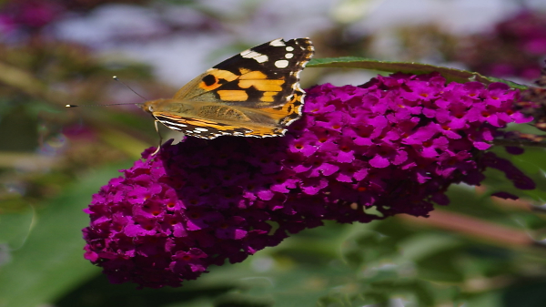 Painted Lady