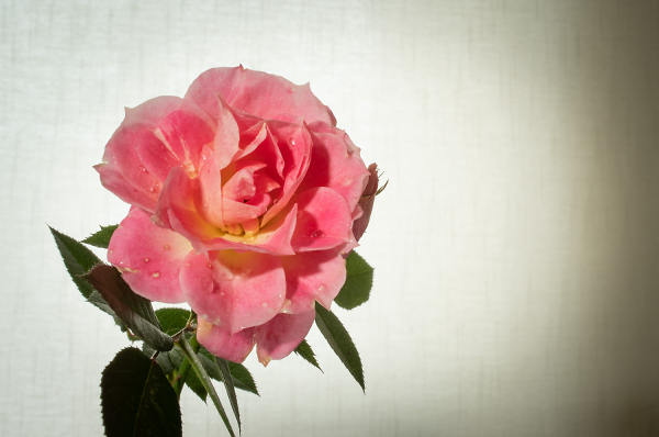 Rose.