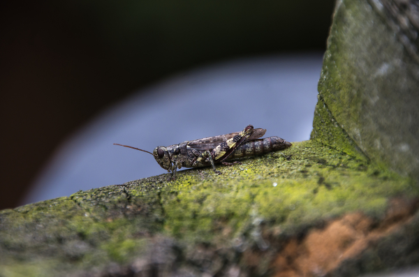 Sauterelle -Grasshopper
