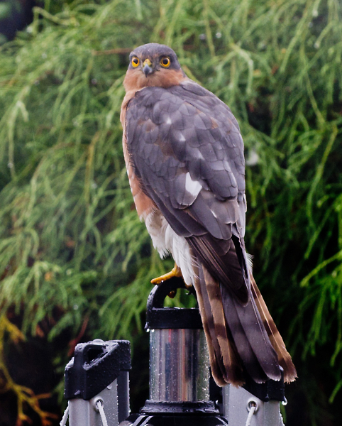 Sparrowhawk