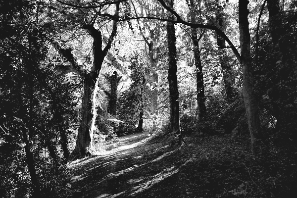 To the Woods
