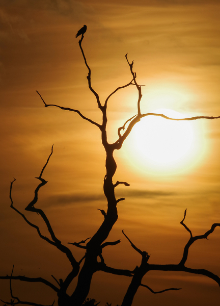 Watching the days end
