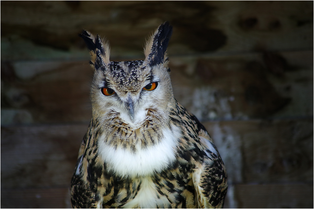 Eurasian Eagle Owl