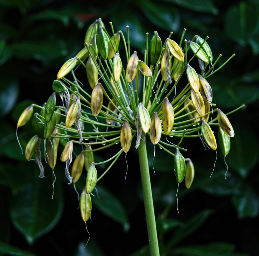 Gone to seed