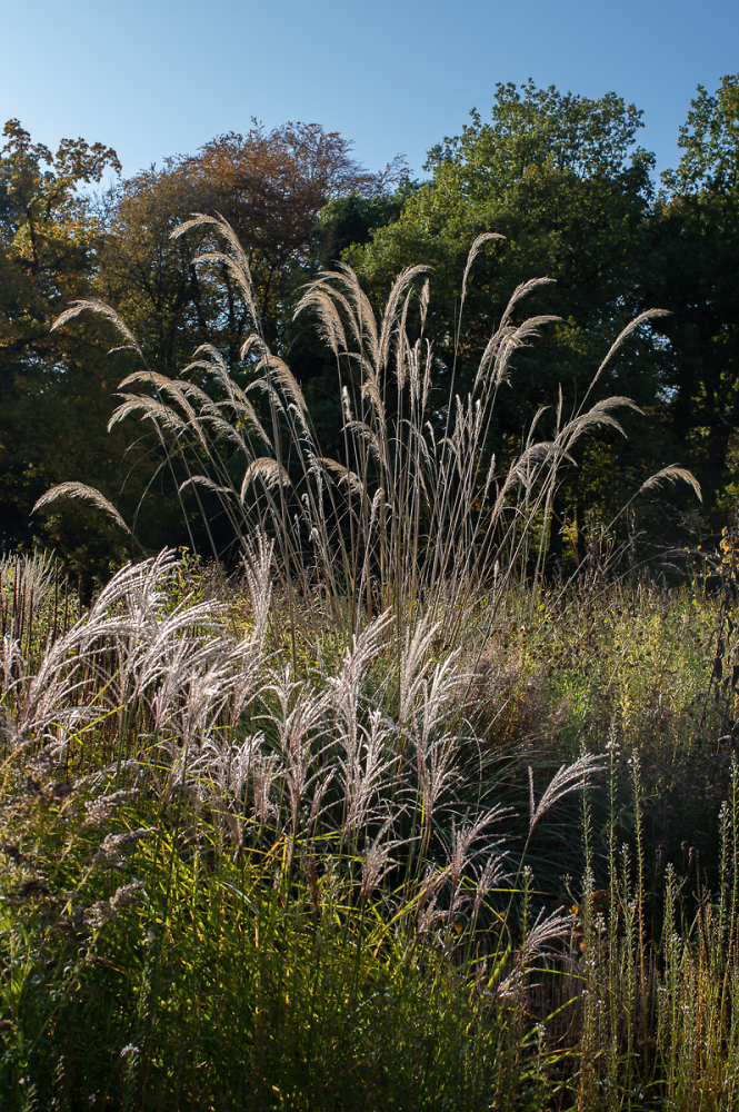 Grasses.