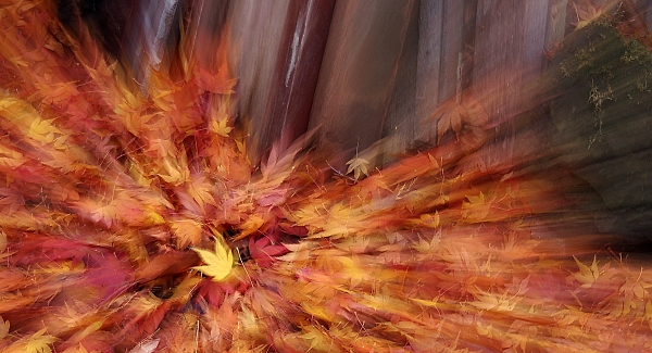 A leaf burst