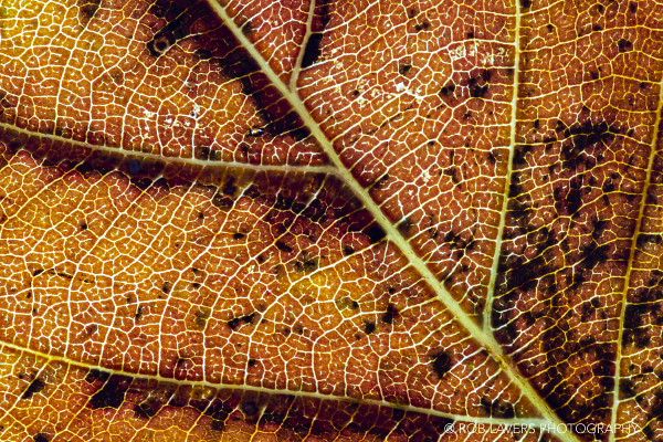 Autumn leaf close-up