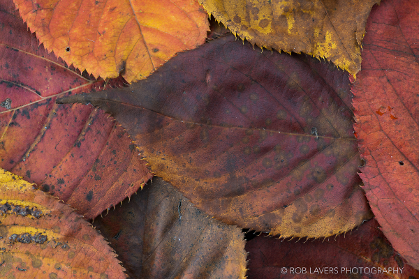 Autumn leaves close-up