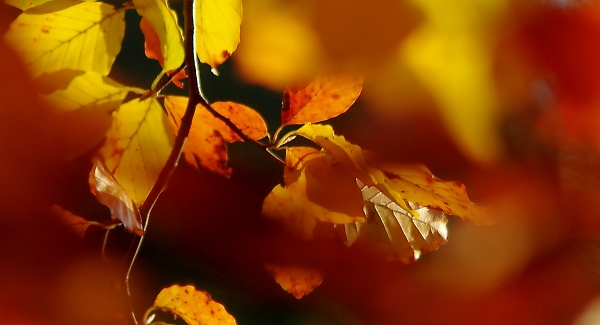 Beech leaves