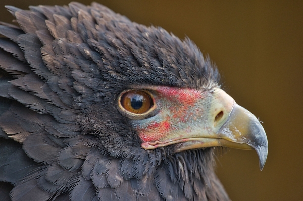 Eagle eyed!