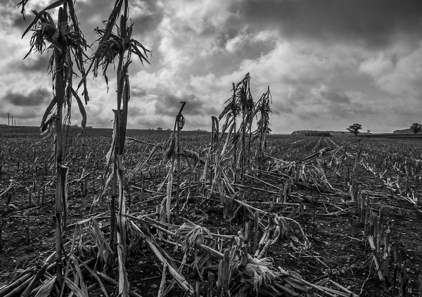 Last Corn Standing