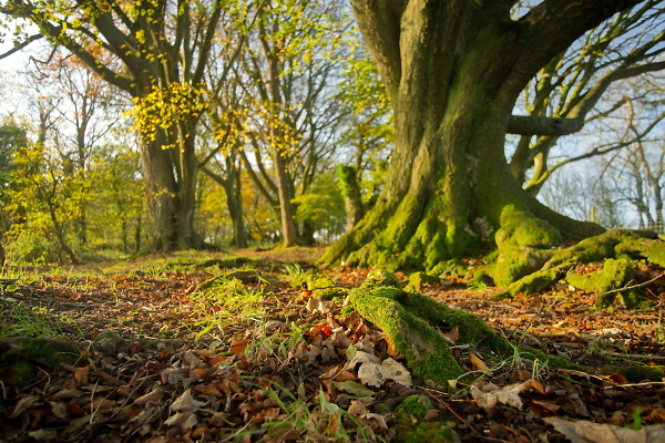 roots