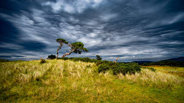 Scottish Savanna