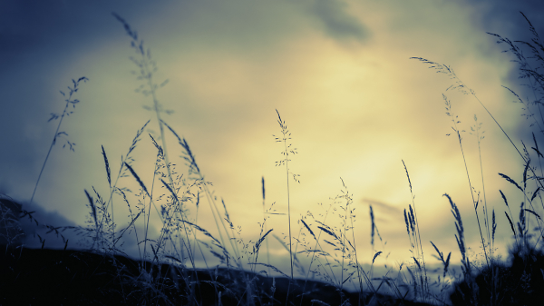 Sunset Grasses