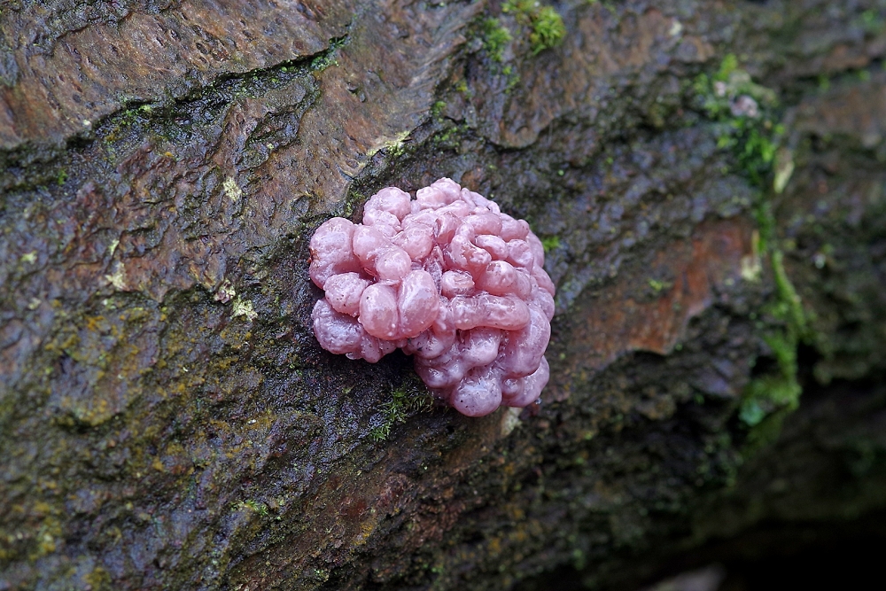 Can anybody identify this woodland fungus?