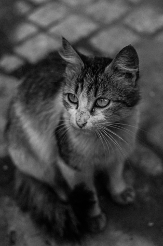 Marrakech Street Cat #2