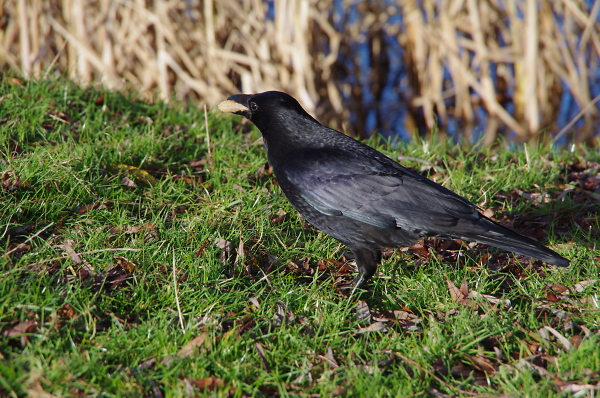 Carrion crow
