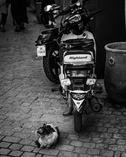 Marrakech Cat