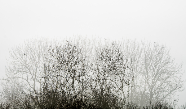 Rooks and Trees