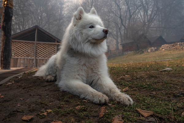 SPHINX
