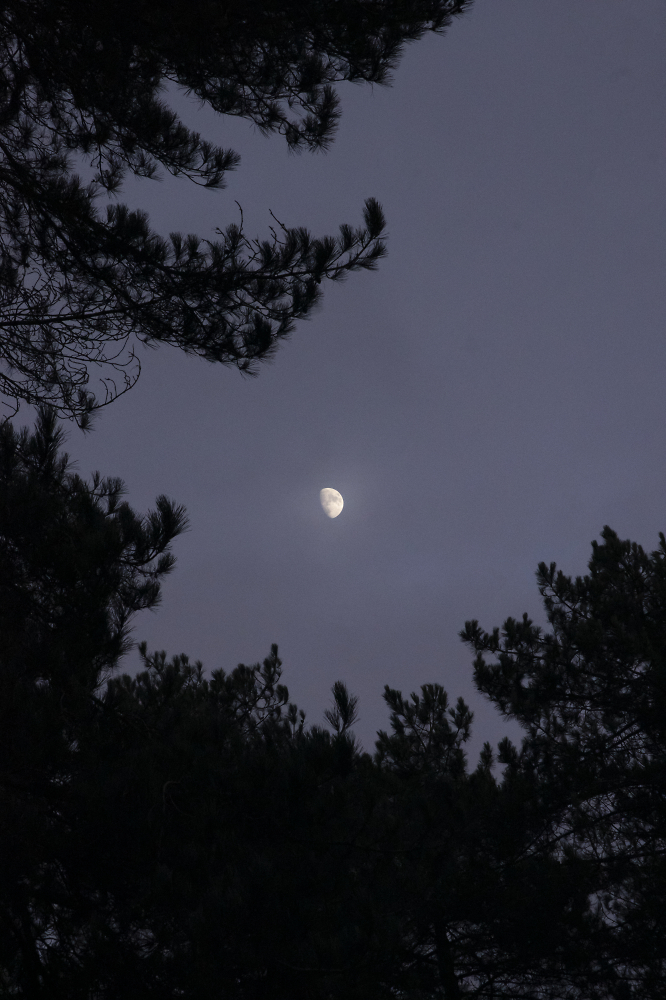 Moon Through the Trees