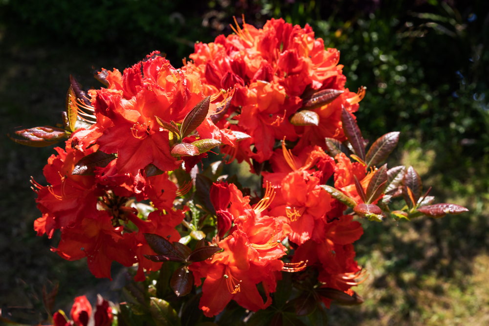 Rhododendron "Mary Poppins"