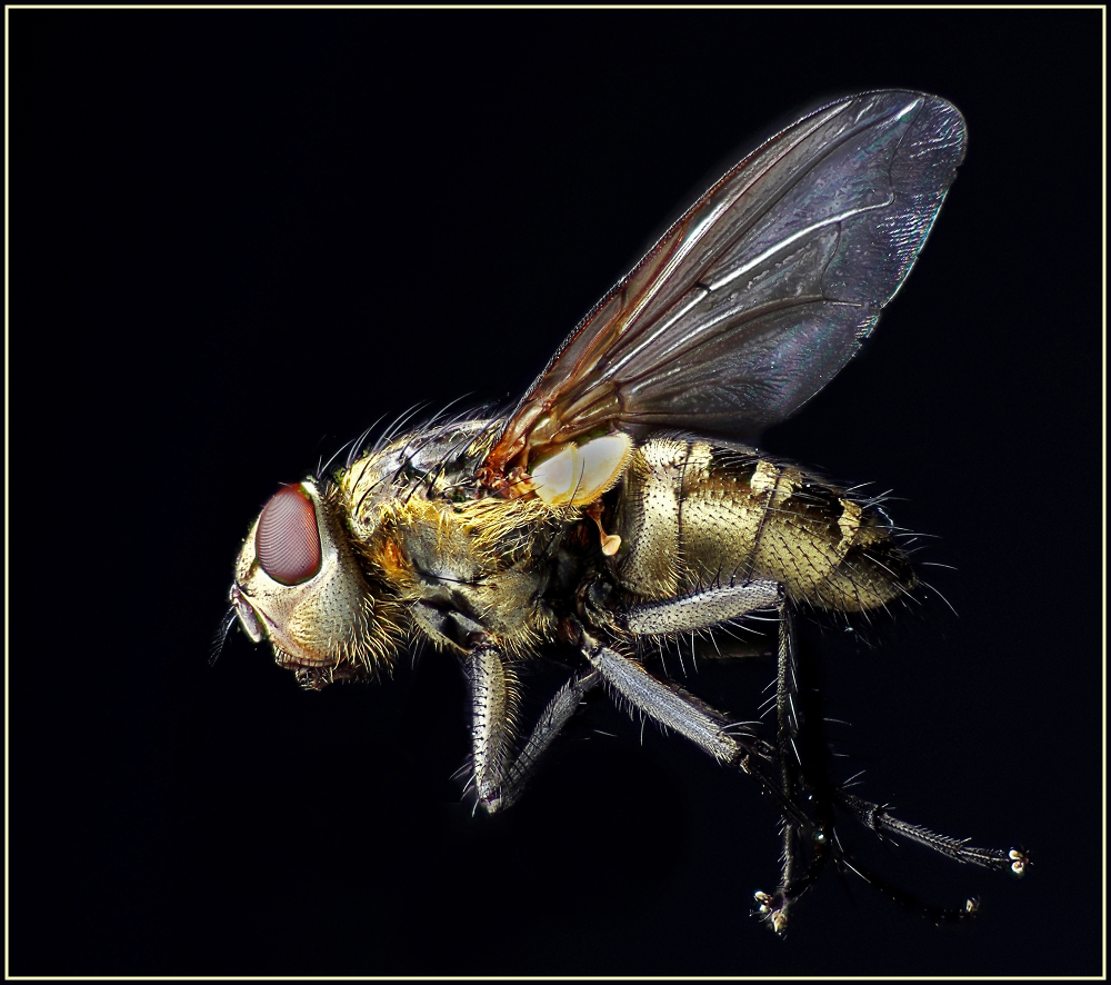 The Golden Fly by coker - Pentax User