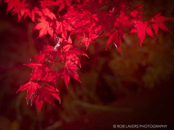 Autumn maple