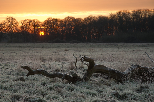dead tree - no more...
