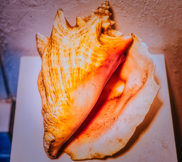 large shell