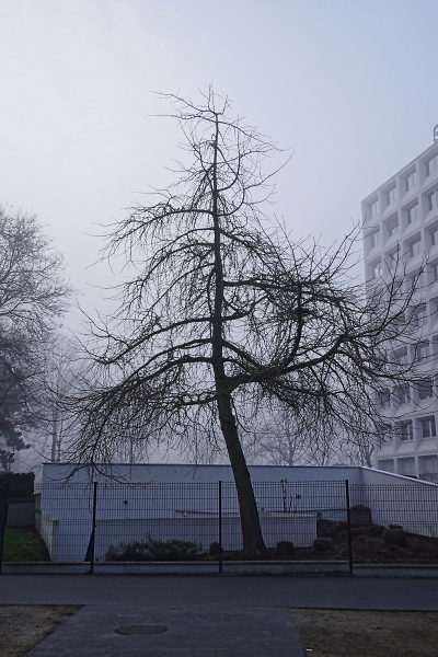 Mother nature at home in the city