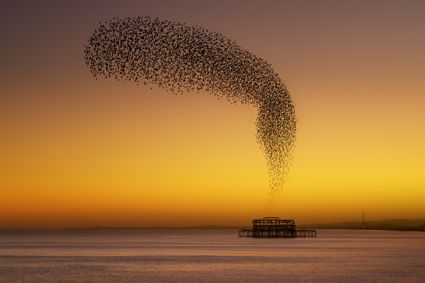 Starling Project End of Phase 1
