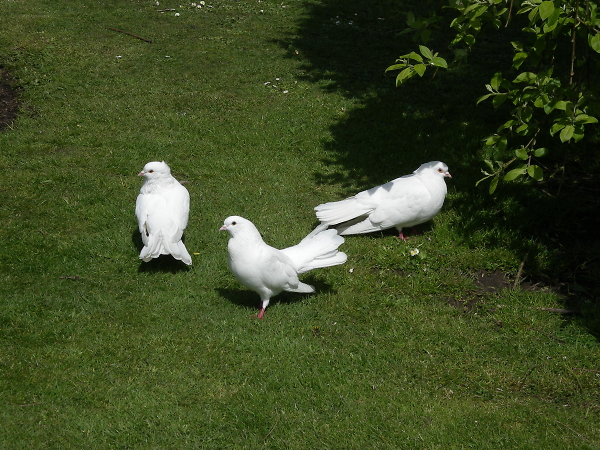 Three White Doves