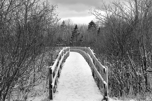 Winter in Black and White