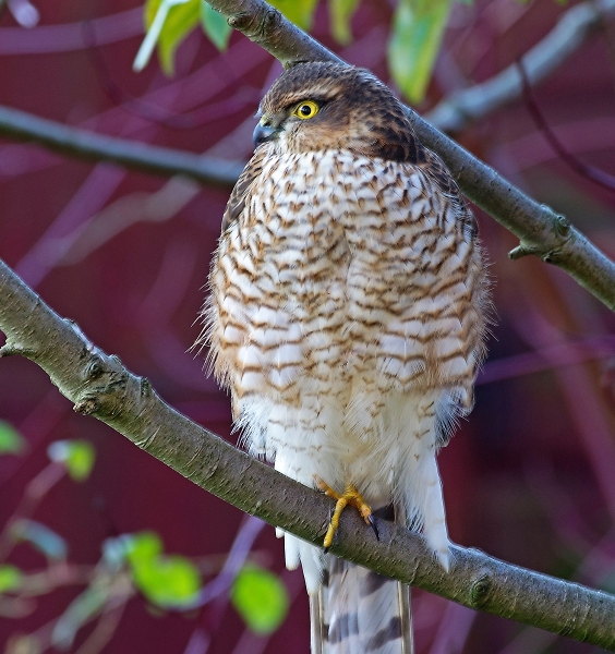 Young Male Sparrow Hawk