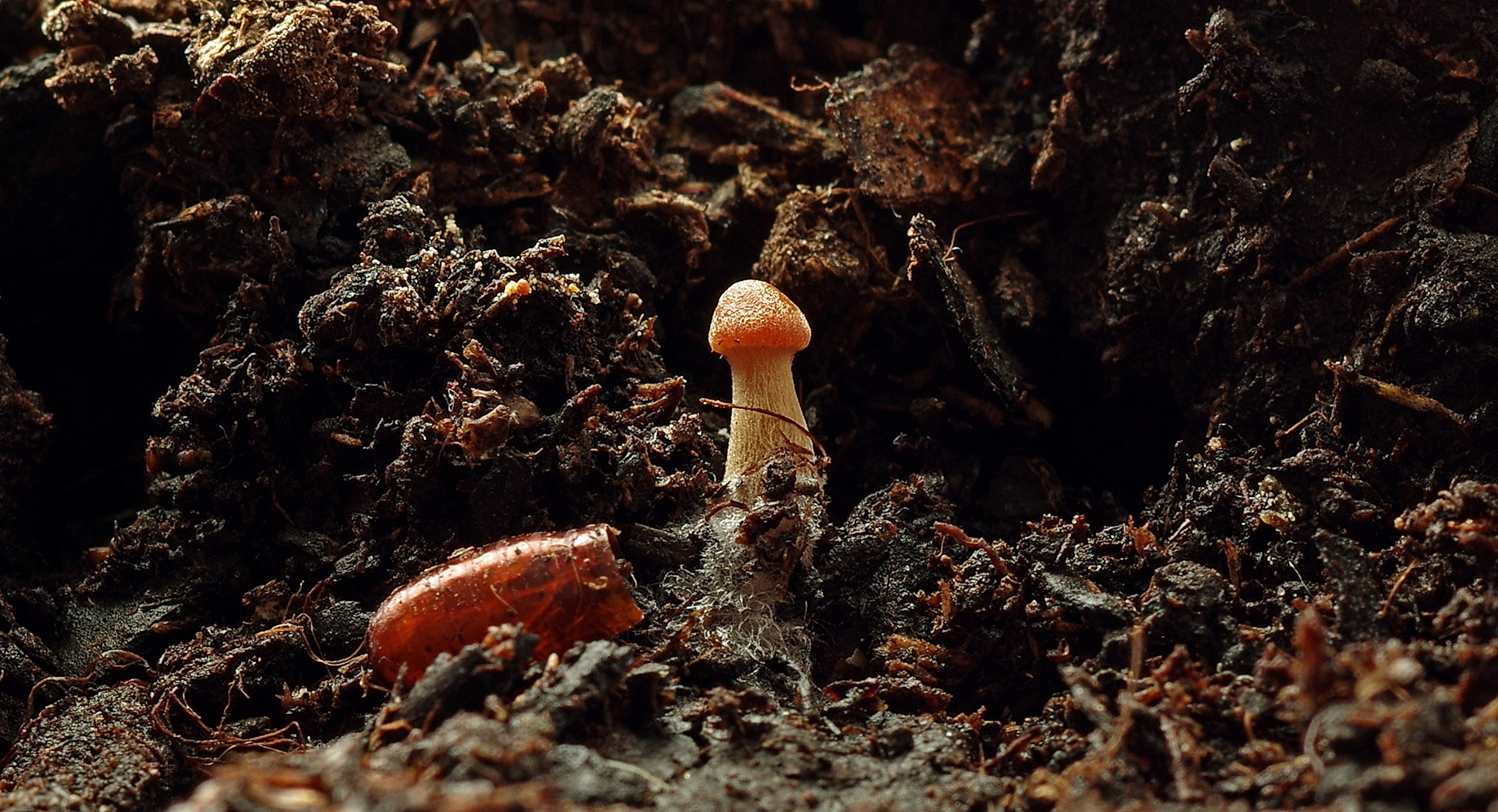 Look what crawled out of a chrysalis ....