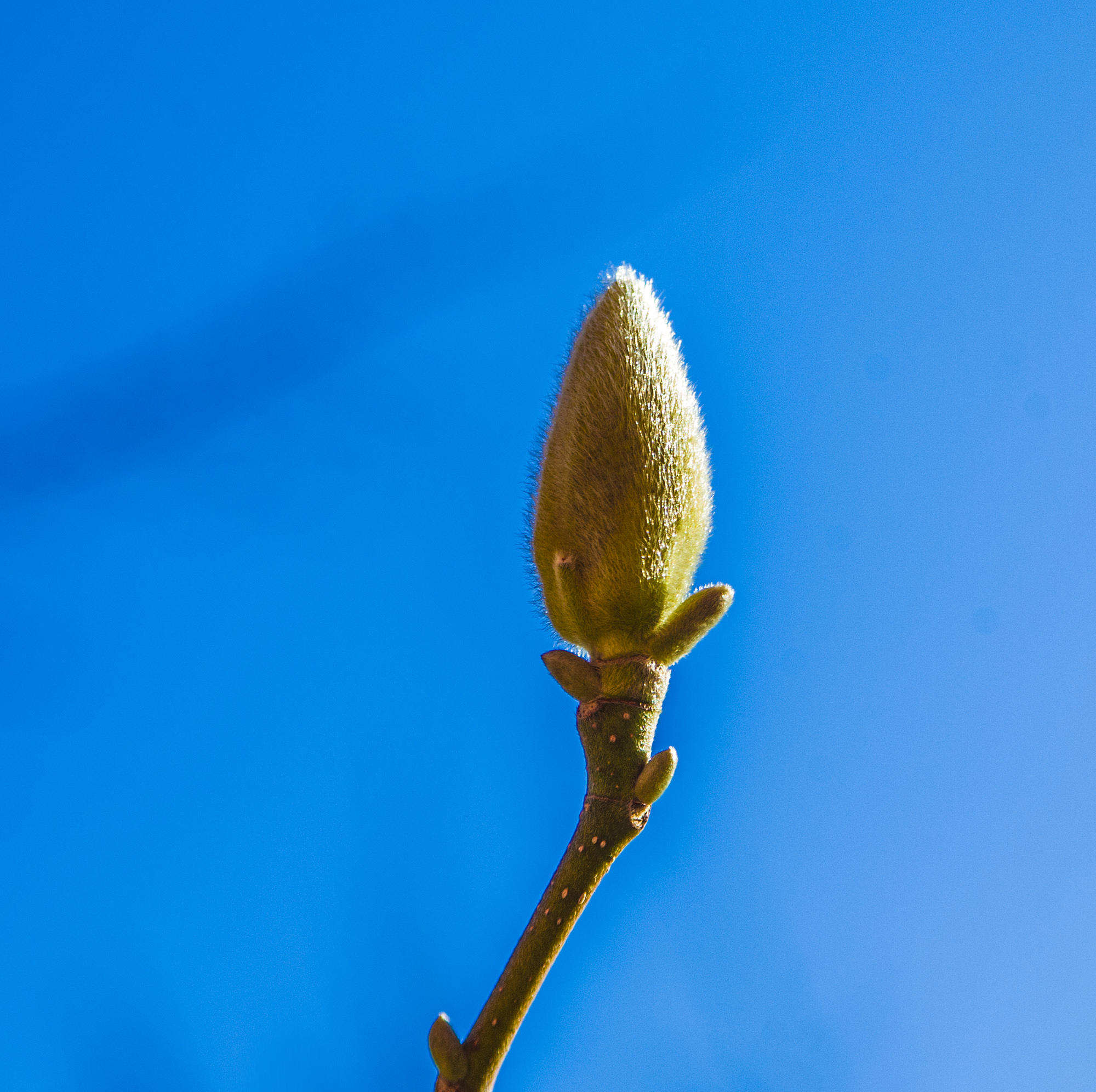 Magnolia bud