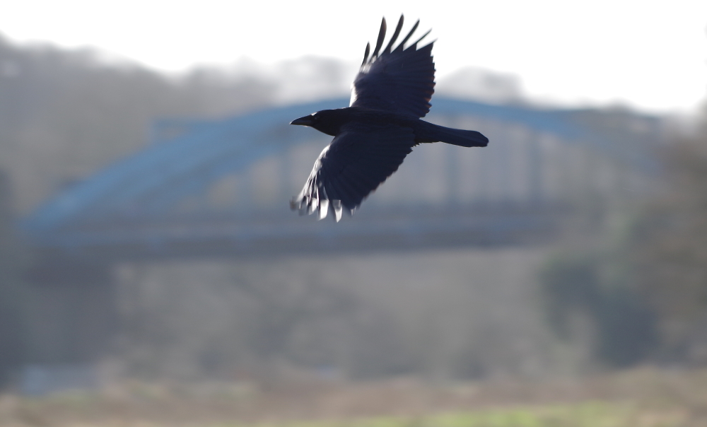 Crow against Hartford Blue Bridge