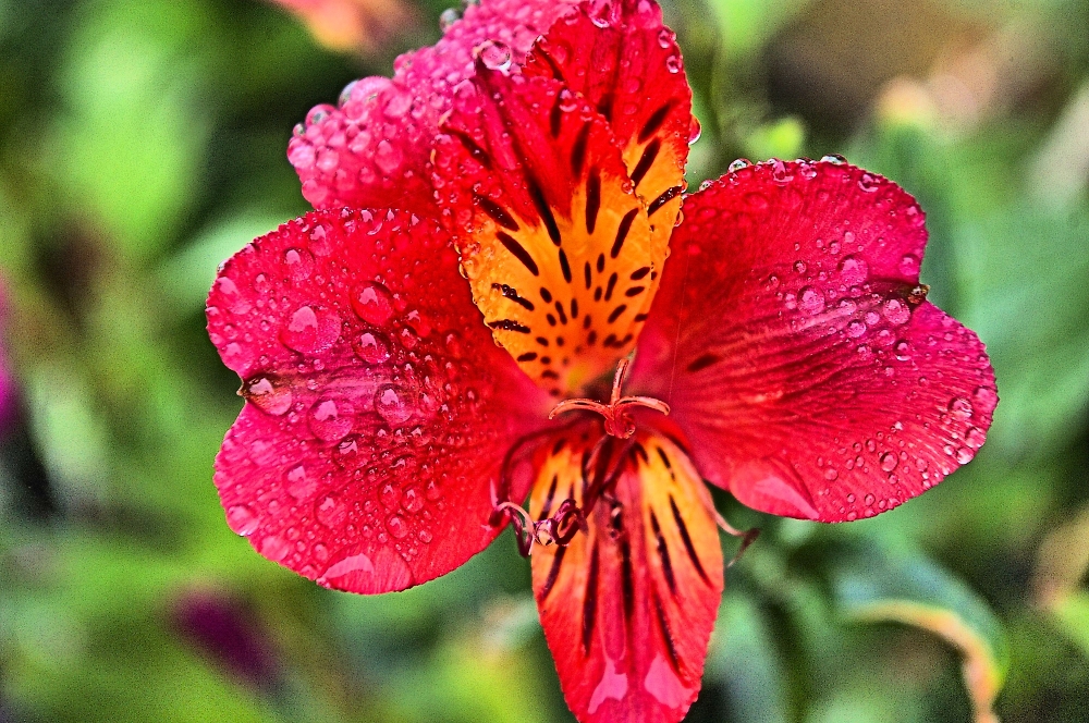 Last Bloom