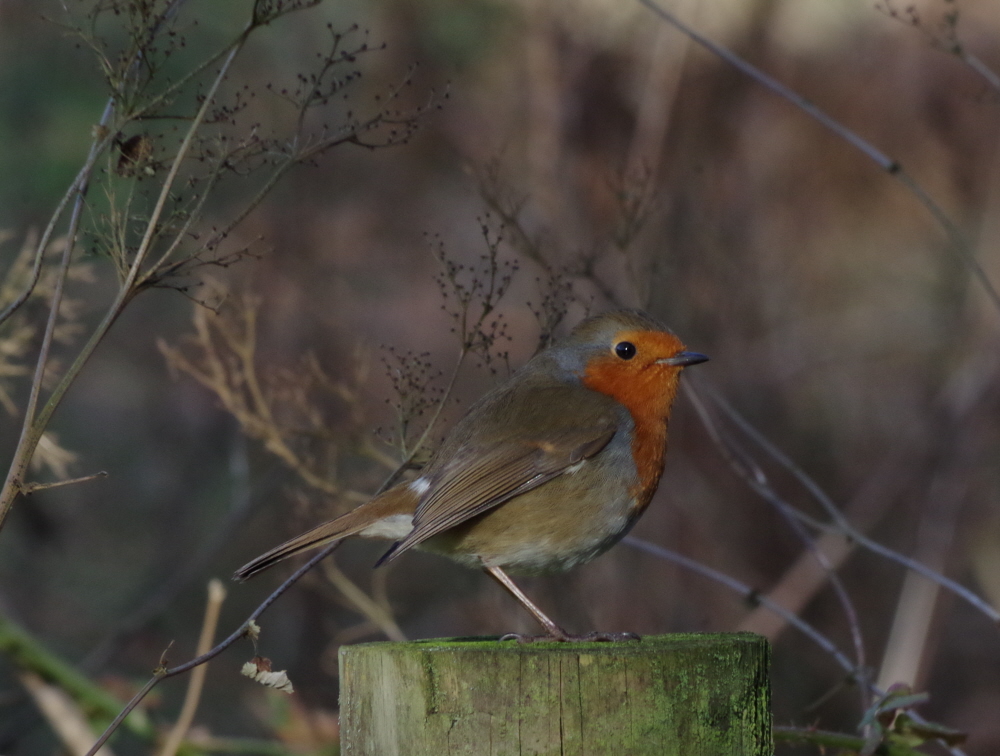 Woodland Robin