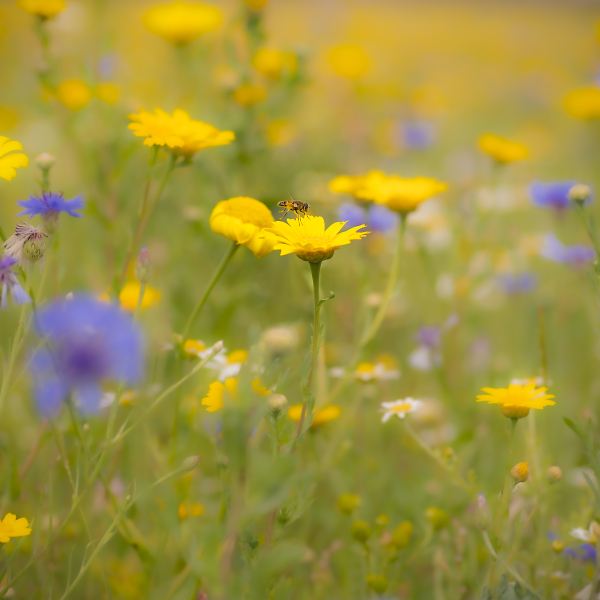 A summer meadow