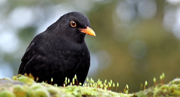 Blackbird