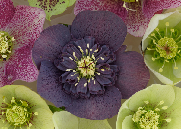 Hellebore selection