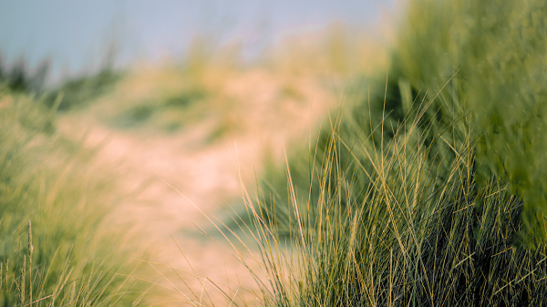 In the Dunes