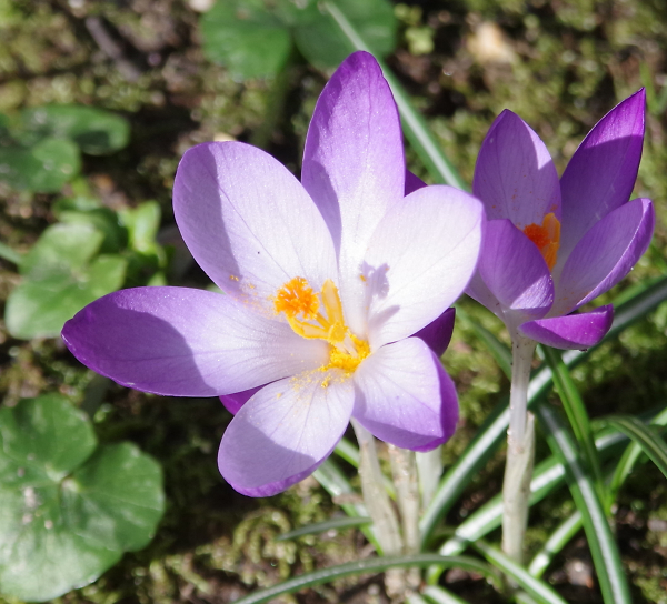 Is it Spring already ?