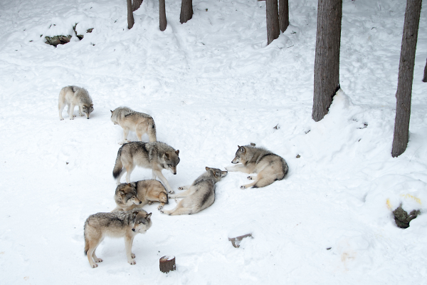 Meute de loup gris - Gray wolf pack