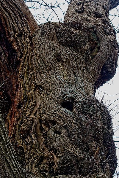 The Arboreal Beast