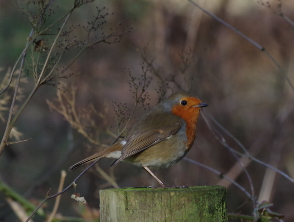 Woodland Robin