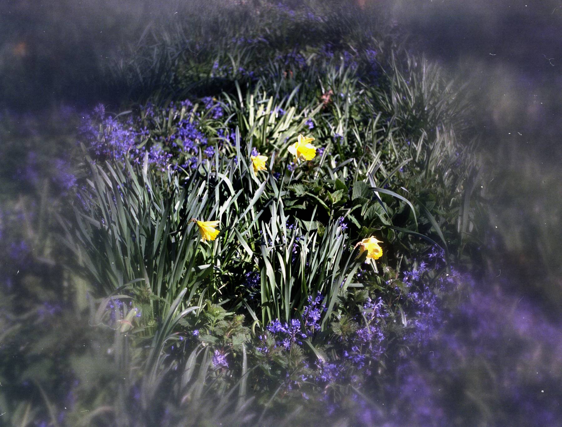 Center Spot Daffodils