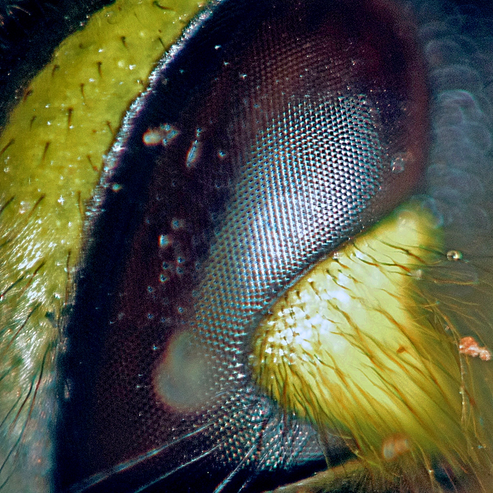 A wasp's eye seen VERY close up
